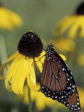 Queen Butterfly on Black-Eyed Susan  Florida  USA