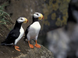 Horned Puffins on a Cliff  St Paul Island  Pribilofs  Alaska  USA