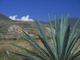 Oaxaca  Mexico