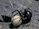 Black Widow Spider and Egg  Machu Picchu  Peru