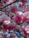 Pink Magnolia Blossoms and Cross on Church Steeple  Reading  Massachusetts  USA