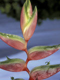 Heliconia  Maui  Hawaii  USA
