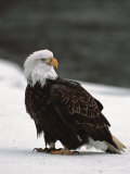 Bald Eagle on the Chilkat River  Valley Of The Eagles  Haines  Alaska