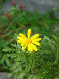 Yellow Daisy in Flower Garden  Florida  USA