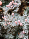 Pink Fungi on Forest Floor  Acadia National Park  Maine  USA