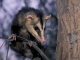 Opossum  Huara  Lima