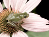 Squirrel Treefrog on Echinacea Flower  Florida  USA