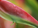 Sexy Pink Heliconia  Hilo Botanical Garden  Hilo  Hawaii  USA