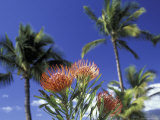 Protea and Palms  Maui  Hawaii  USA