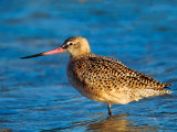 Marbeled Godwit  Florida  USA