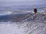 Bald Eagle  Chilkat Bald Eagle Preserve  Valley Of The Eagles  Haines  Alaska  USA
