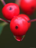 Red Berries with Reflection in Raindrop  Acadia National Park  Maine  USA