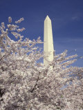 Cherry Blossom Festival and the Washington Monument  Washington DC  USA