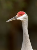 Sandhill Crane in Pasture  Sumter County  Florida  USA