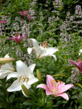 Pink and White Asiatic Lilies  Reading  Massachusetts  USA