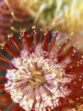 Protea Flower  Maui  Hawaii  USA