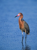 Reddish Egret in Breeding Plumage  Sanibel Island  Ding Darling National Wildlife Refuge  Florida