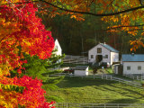 Morning Chores at the Imagination Morgan Horse Farm  Vermont  USA