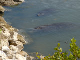Manatees in Intercoastal Waterway  Merritt Island National Wildlife Refuge  Florida  USA
