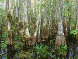 Cypress Swamp  Corkscrew Audubon Sanctuary  Naples  Florida  USA