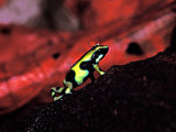 Green and Black Poison Dart Frog in Tropical South and Central America