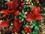 Bearberry in Denali National Park  Alaska  USA