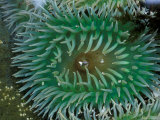 Green Sea Anemone in Tide Pool  Sitka Sound  Baranof Island  Alaska  USA