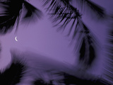 Palm Trees at Dusk with Crescent Moon  Big Island  Hawaii  USA