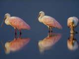 Flock of Roseate Spoonbills  Myakka River State Park  Florida  USA