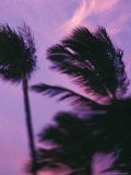 Palms at Sunset  Hawaii  USA