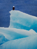 Bald Eagle on an Iceberg in Tracy Arm  Alaska  USA