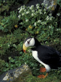 Horned Puffin Pulls Material For Nesting Colony  Pribilofs  St Paul Island  Alaska  USA