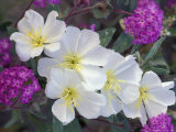 Evening Primrose and Sand Verbena  Anza Borrego Desert State Park  California  USA