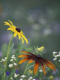 Black-Eyed Susan and Gloriosa Daisy  Oldham County  Kentucky  USA