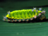 Saddle-Back Caterpillar  Borro Colorado Island  Panama