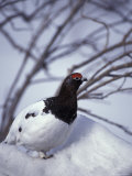 Willow Ptarmigan Perching in Willow Thicket  Denali National Park  Alaska  USA