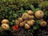 Mushroom Cluster and Maple Leaf  Hiawatha National Forest  Michigan  USA
