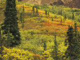 Black Spruce  Bearberry and Blueberry Bushes  Denali National Park  Alaska  USA