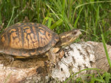 Eastern Box Turtle  Kettle River  Minnesota  USA