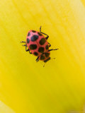Lady Beetle  Kentucky  USA