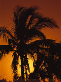 Tropical Sun Sets Behind a Palm Tree  Biscayne National Park  Florida  USA