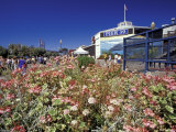 Pier 39  Fisherman's Wharf  San Francisco  California  USA