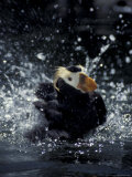 Tufted Puffin  Alaska  USA