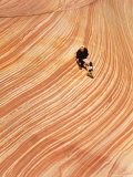 Wave Rock Formation in Coyote Buttes  Paria Wilderness and Vermillion Cliffs  Arizona  USA