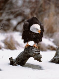 Bald Eagle Preserve  Chilkat  Alaska  USA