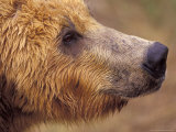 Brown Bear  Katmai National Park  Alaska  USA