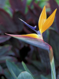 Bird of Paradise  Hawaii  USA