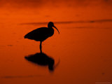 White Ibis at Sunset  Ding Darling National Wildlife Refuge  Florida  USA