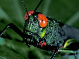 Red-Eyed Grasshopper  Barro Colorado Island  Panama