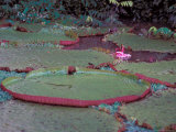 Giant Water Lilies  Amazon River Basin  Peru